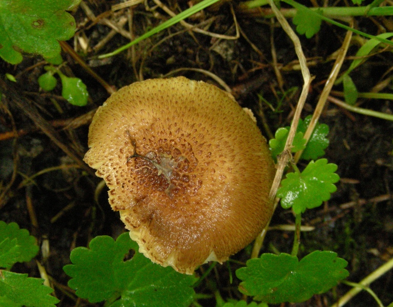 Pioggia e nervosismo con tanti funghi